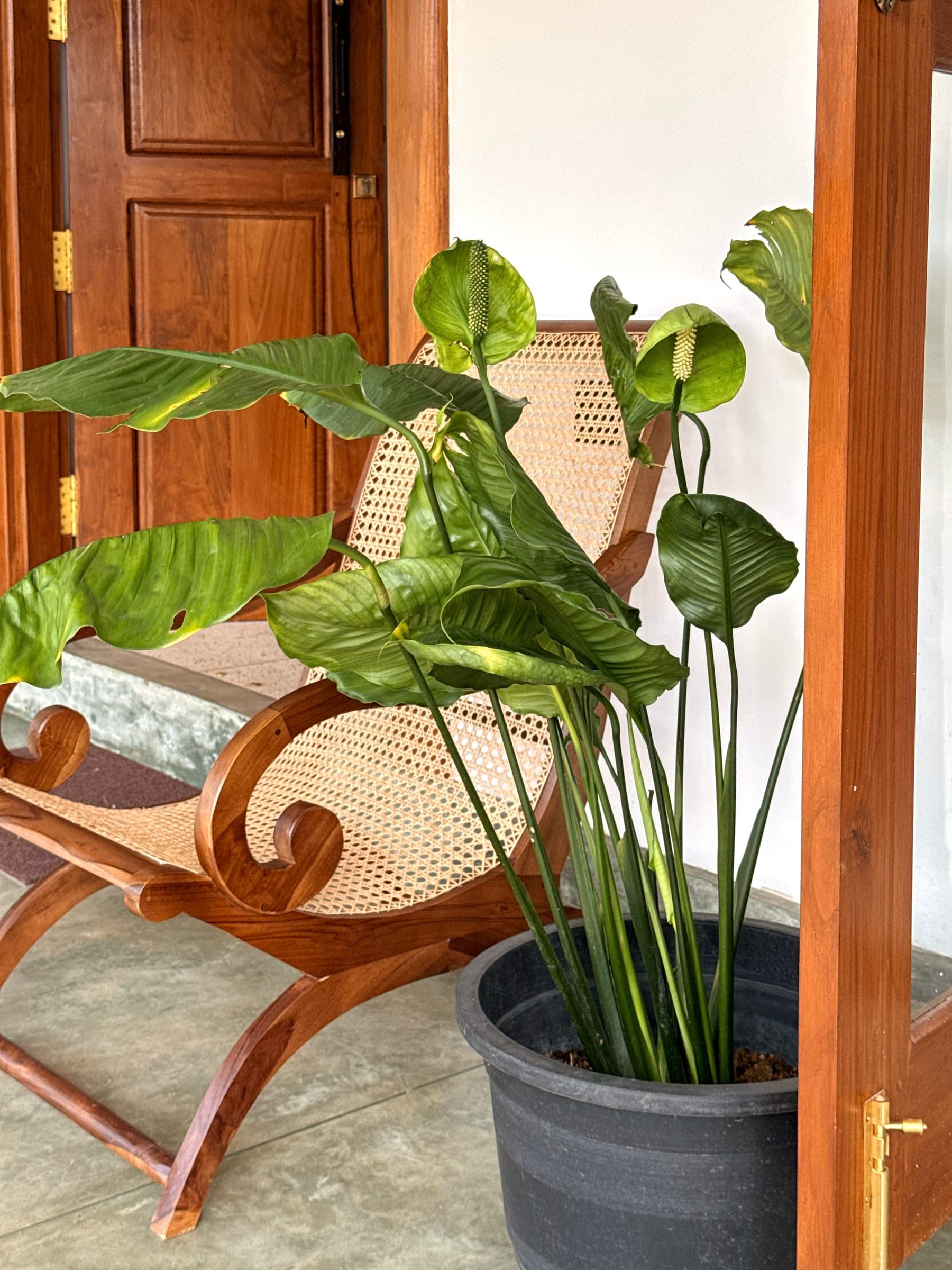 Planter's chair and a peace lily by an open teak door on the veranda