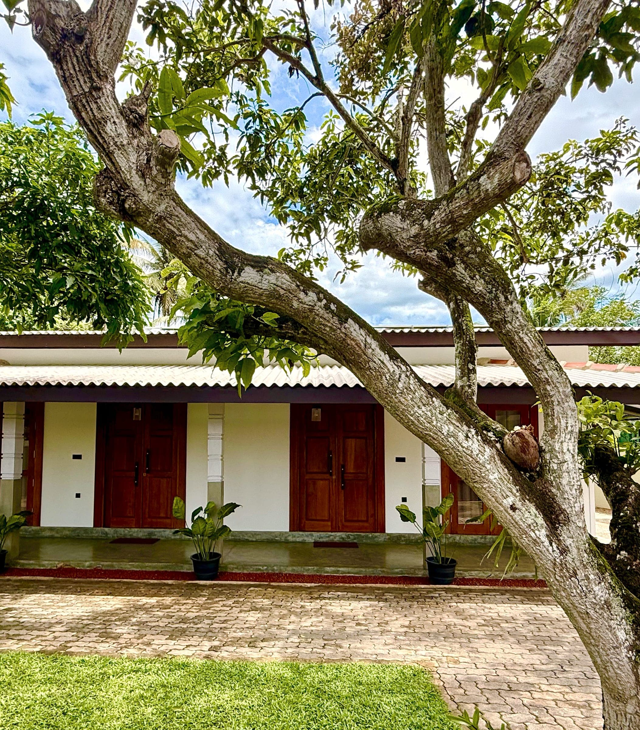 Old mango tree branching over the lawn in front of the villas