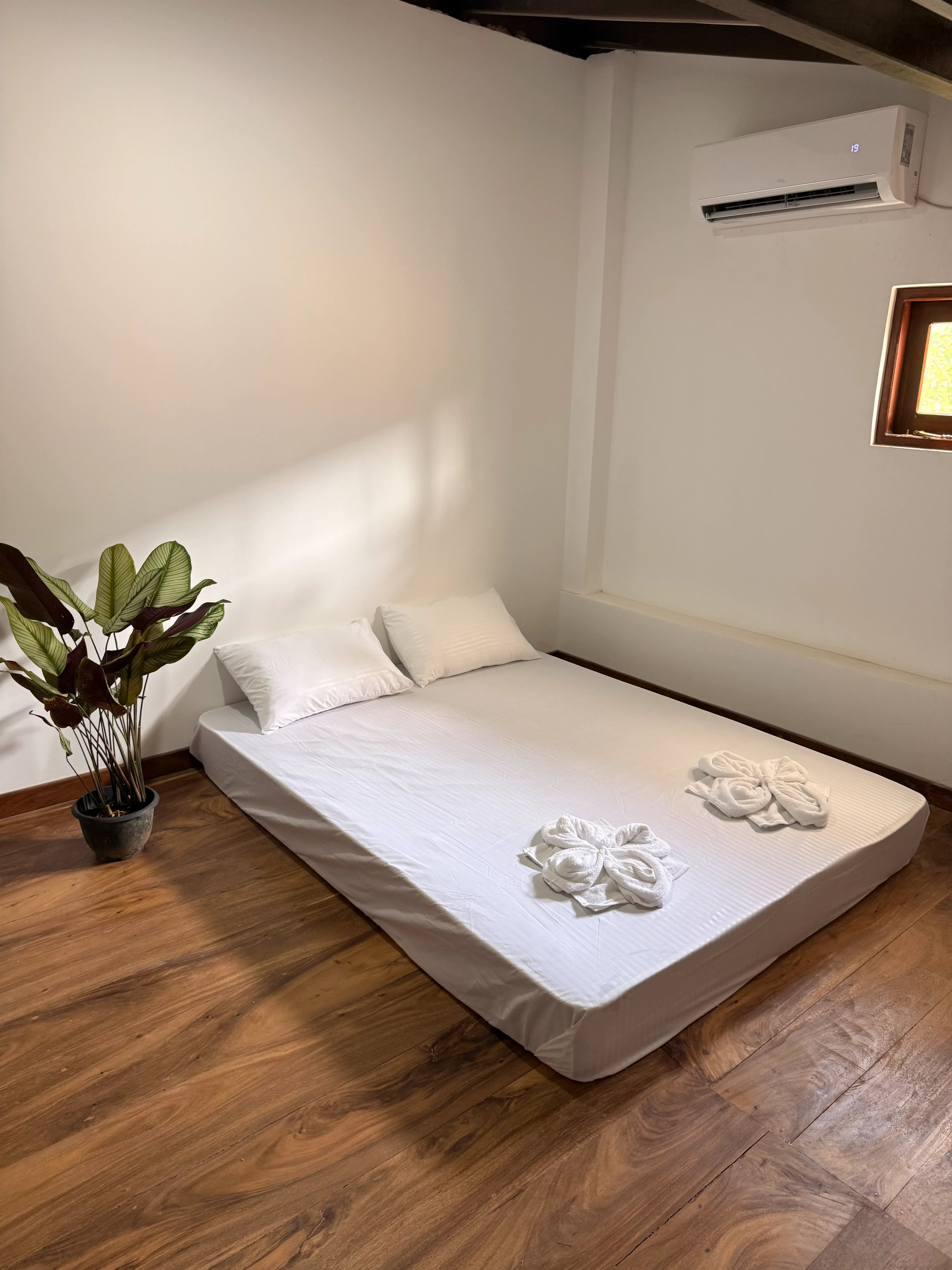 Karutha Colomban image 6