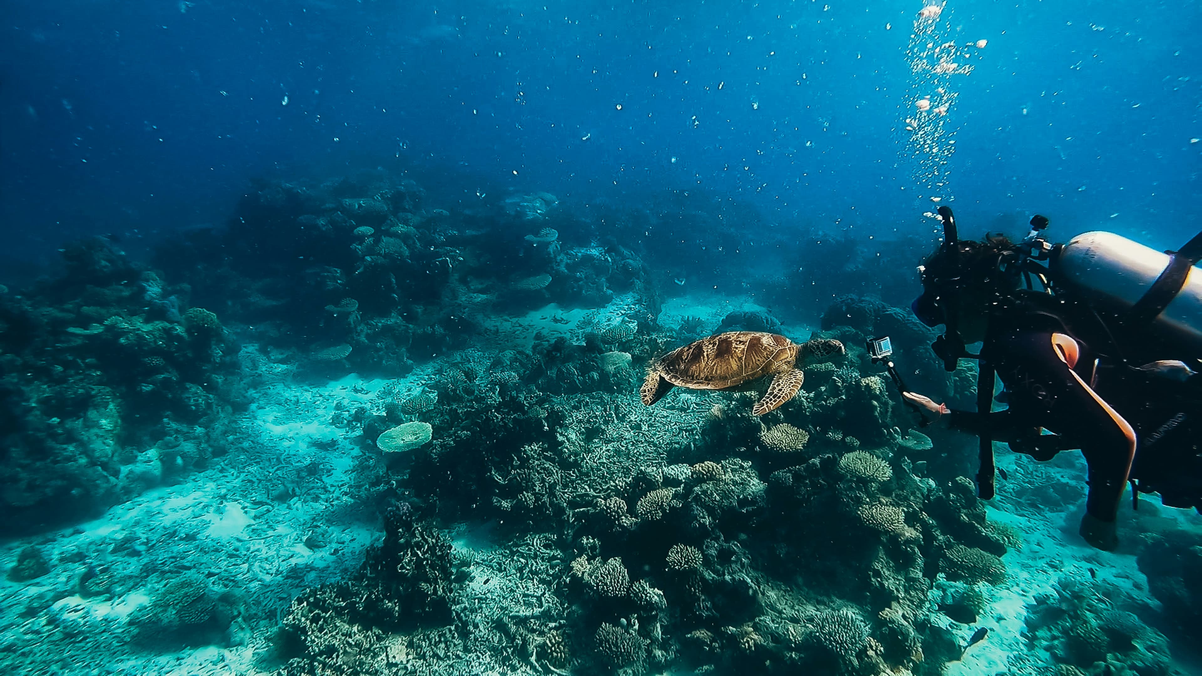 Scuba Diving in Unawatuna