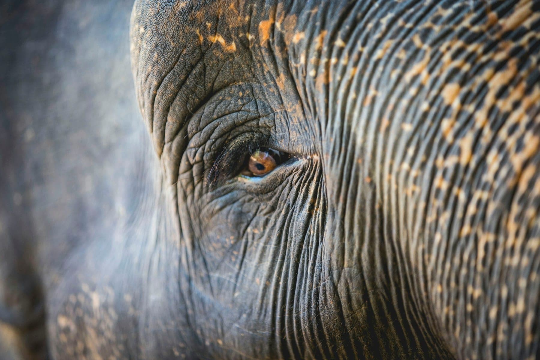 Close-up of an elephant's eye and wrinkled skin