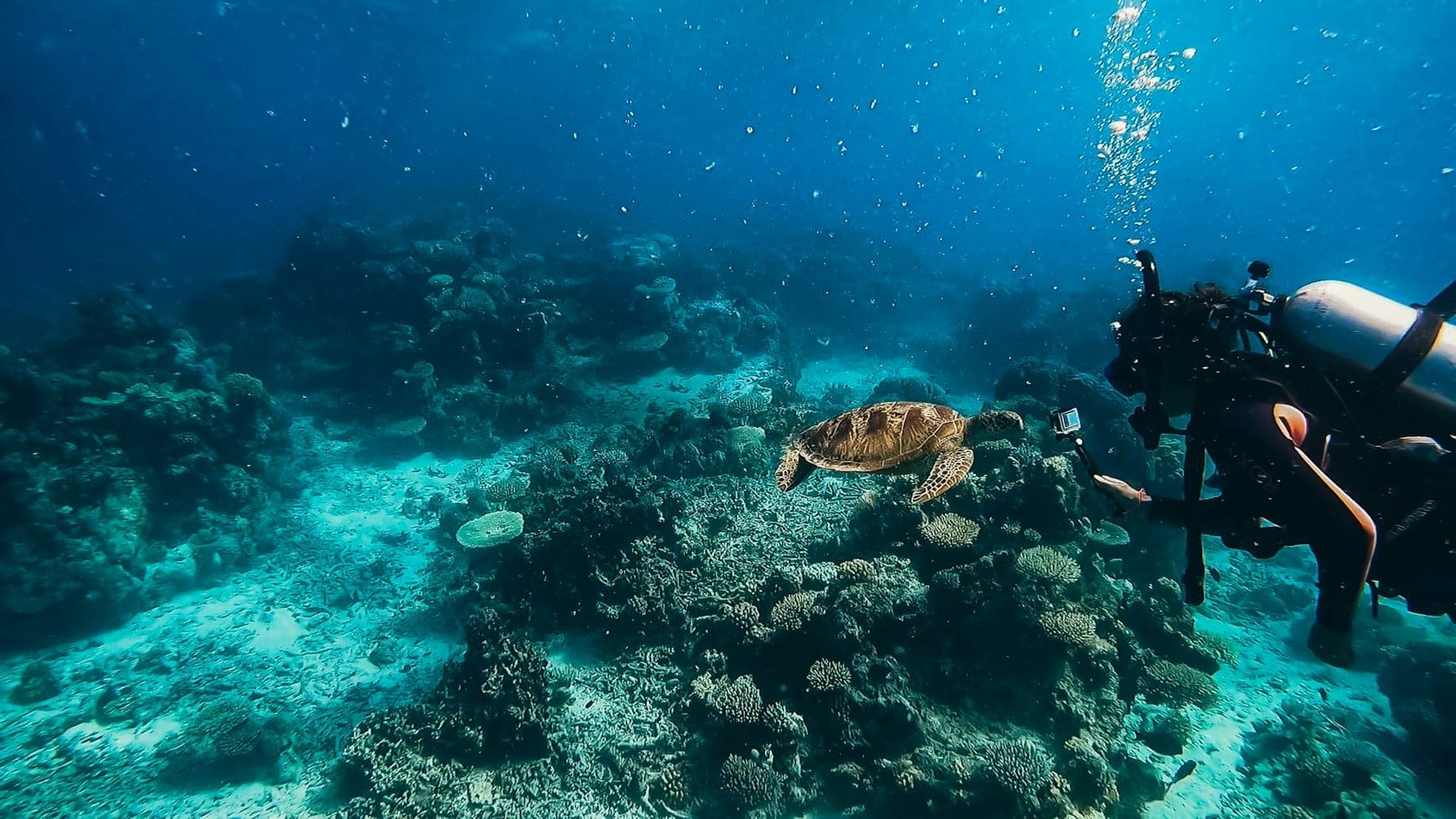 Sea turtle swimming over a coral reef